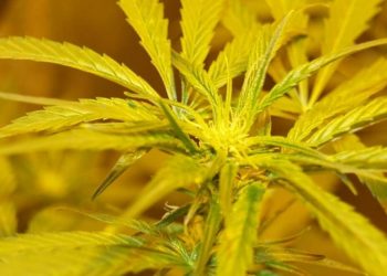 Selber ein paar Marihuanasamen ernten