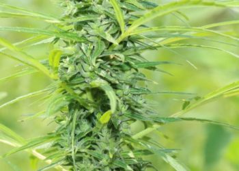 Wenn es die Hanf-Prohibition nie gegeben hätte