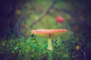 Magic Mushrooms – das natürliche Halluzinogen Psilocybin und seine Effekte