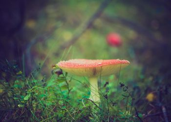 Magic-Mushrooms