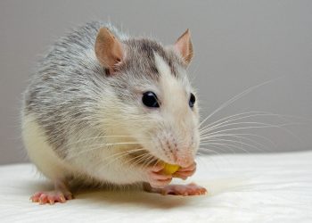 Warum bekommt man von Cannabis Heißhunger?