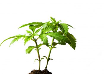 Cannabis-und-die-Lüge-über-die-Datenlage