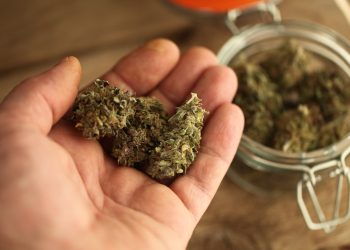 Studie belegt: Cannabis vom Schwarzmarkt kann giftig sein