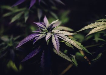 Mexikos-Unterhaus-genehmigt-den-Einsatz-von-medizinischem-Marihuana