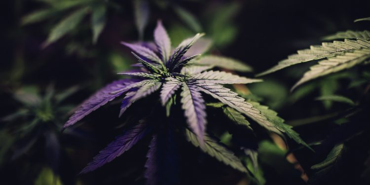 Mexikos-Unterhaus-genehmigt-den-Einsatz-von-medizinischem-Marihuana