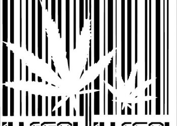 Bilanz des neuen Cannabisgesetzes