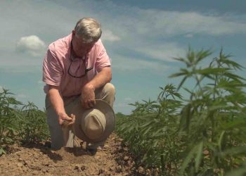 Kentucky: Das Herz des Hanflandes