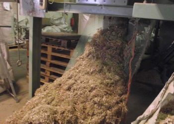 Die Wiederentdeckung der Nutzpflanze Hanf