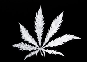 Cannabis und Korruption in Deutschland