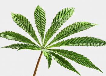 Cannabis als Medizin – doch Zukunftsmusik?