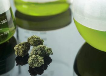 Cannabis als Medizin – eine aktuelle Statistik