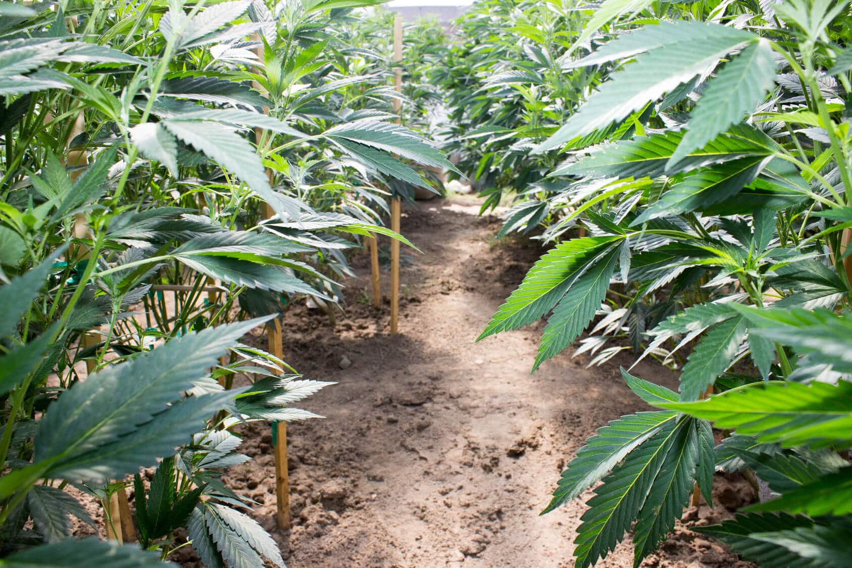 promille-vs-thc-rechtliche-aspekte-von-cannabis-hanf-magazin