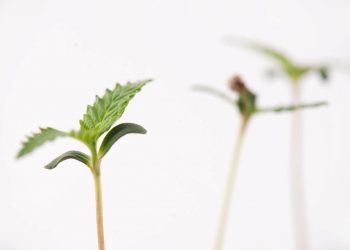 Kassen können Kostenübernahme für Cannabis-Therapie verhindern