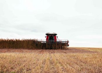 Rechtliches zum US Import und Export von industriellem Hanf