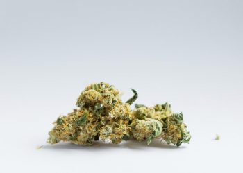 Die Linke: Tipps zur Kostenerstattung für Medizinalhanf