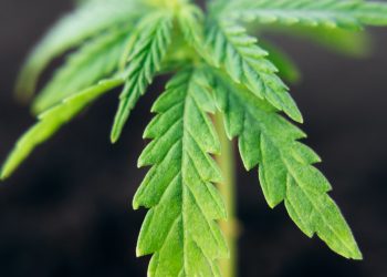 Neue Wege in Deutschland