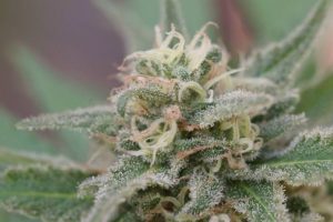 White Skunk Strain İncelemesi: Klasik Skunk Genetiğinin Modern Yorumu