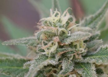 White Skunk Strain Review