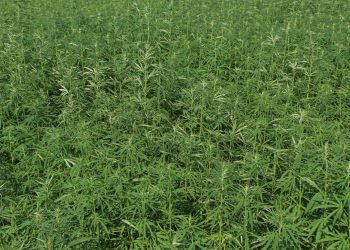 Es-fehlt-nur-noch-der-Reggae