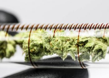 Greenrush-um-den-Hanf