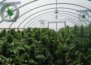 Hanfanbau-medizinisch