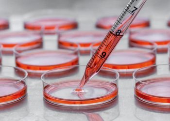 Petrischalen-Forschung