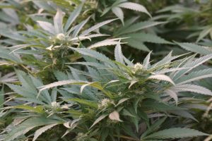 Обзор сорта Special Queen #1: флагман Royal Queen Seeds