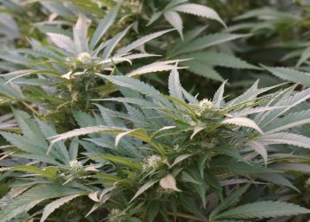 Special-Queen-1-Strain-Review