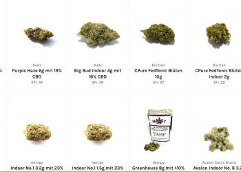 Shopvorstellung CBD King