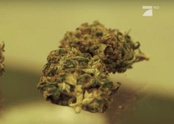 Galileo kauft CBD Blüten!