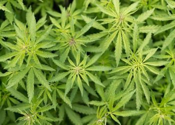 Dänemark legalisiert Anbau von medizinischem Marihuana