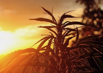 Marihuanaverkauf startet in Uruguay