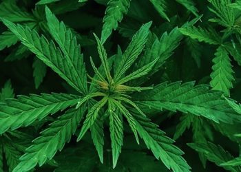 Es grünt so grün in Göttingen