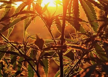 Schweiz: Hanf soll per Gesetz legalisiert werden