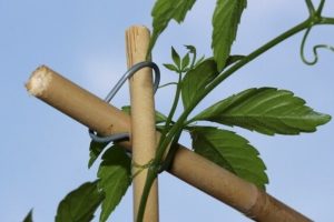 Jiaogulan, der rankende Fake-Hanf