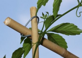 Jiaogulan, der rankende Fake-Hanf