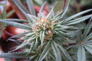 Water Curing: Cannabis'i Su ile Kurutma