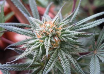 Water Curing: Cannabis mit Wasser trocknen