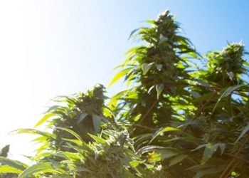 Die Schweiz im CBD Boom