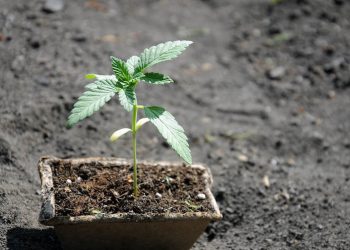 Soil-Water-Culture: Der Hybrid aus Hydroponik und Erde