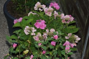 Hortensien rauchen – die tödliche Blausäure