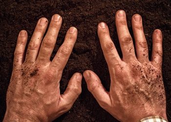 Biologische Dünger – Worauf sollte man achten?