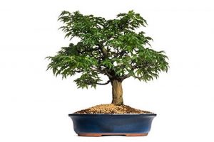 Sabırla Kendi Marihuana Bonsai'nizi Yetiştirin