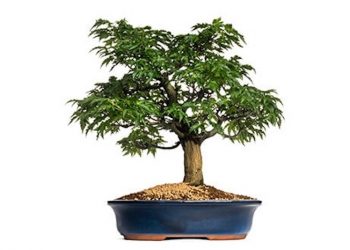Mit viel Geduld zum eigenen Marihuana Bonsai
