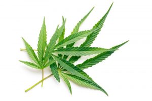 Mangiare cannabis crudo? Effetti e benefici della terapia del succo crudo