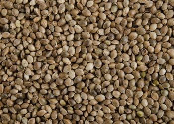 Samen, Samen und noch mehr Samen – das Problem mit neuen Sorten…