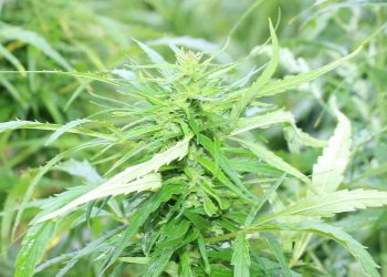 Wie viel Macht den Drogen – verbieten oder regulieren?