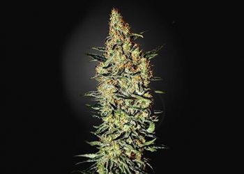 Neville’s Haze Strain Review