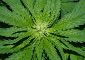 Silizium als Pflanzenstärkungsmittel