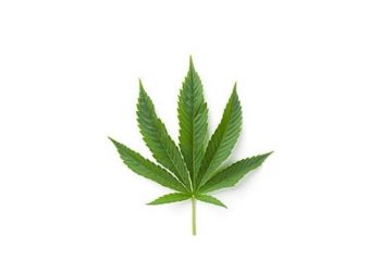 Allergisch auf Cannabis?